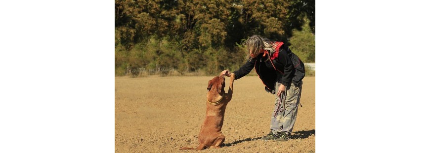 ¿Qué es adiestrar un perro en positivo?